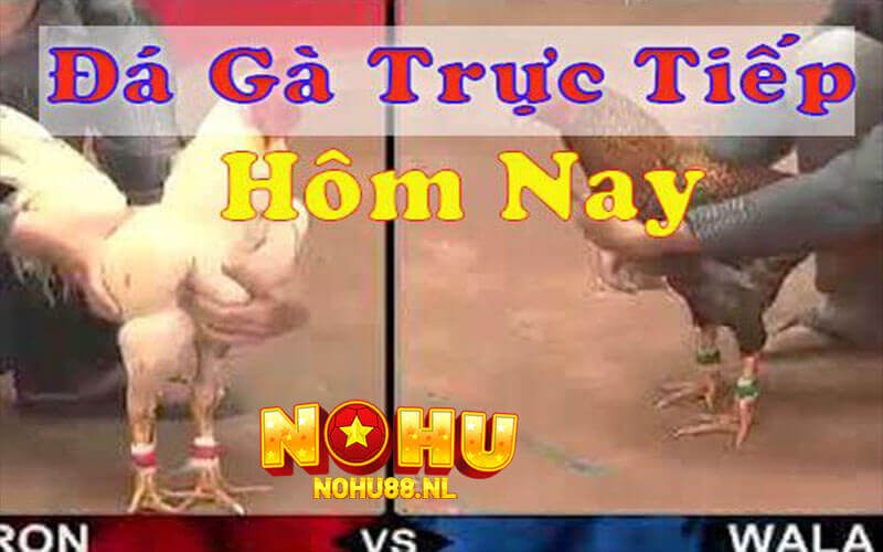 Một số thể loại có tại sân chơi đá gà Thomo Nohu88